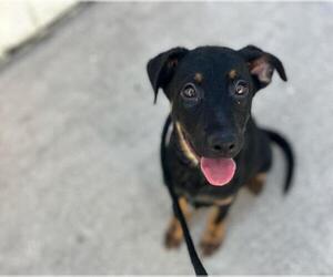 German Shepherd Dog-Unknown Mix Dogs for adoption in Texas City, TX, USA