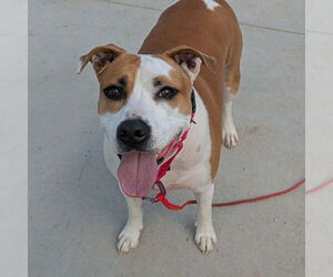 Mutt Dogs for adoption in Las Vegas, NV, USA