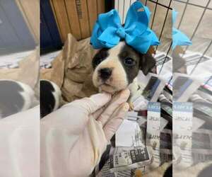 English Boston Bulldog Dogs for adoption in SHERBURNE, NY, USA
