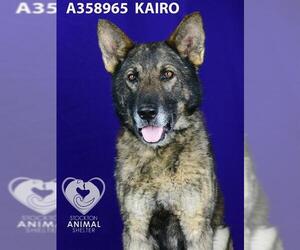 German Shepherd Dog Dogs for adoption in Stockton, CA, USA