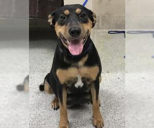 Labrador Retriever-Unknown Mix Dogs for adoption in Conroe, TX, USA