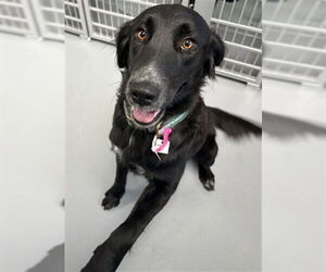 Labrador Retriever-Unknown Mix Dogs for adoption in Fort Collins, CO, USA