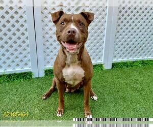 American Pit Bull Terrier Dogs for adoption in West Palm Beach, FL, USA