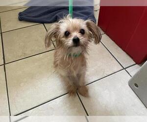Mutt Dogs for adoption in Pasadena, CA, USA