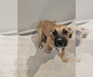 Labrador Retriever-Unknown Mix Dogs for adoption in Boston, MA, USA