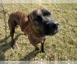 Plott Hound Dogs for adoption in Hillsdale, IN, USA