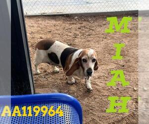 Basset Hound Dogs for adoption in HESPERIA, CA, USA