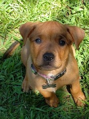 Small Rottweiler-American Pit Bull Terrier