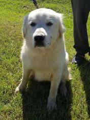 Great Pyrenees Dogs for adoption in Columbus, GA, USA