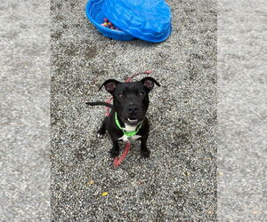 American Staffordshire Terrier-Labrador Retriever Mix Dogs for adoption in Sayreville, NJ, NJ, USA