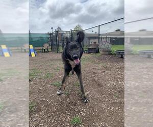 German Shepherd Dog-Unknown Mix Dogs for adoption in Santa Cruz, CA, USA
