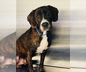 Boxer-Unknown Mix Dogs for adoption in Chillicothe, OH, USA
