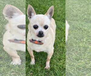 Chihuahua Dogs for adoption in Phoenix, AZ, USA