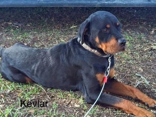 Rottweiler Dogs for adoption in Huger, SC, USA