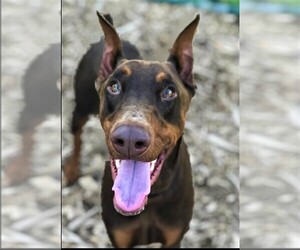 Doberman Pinscher Dogs for adoption in Franklin, TN, USA