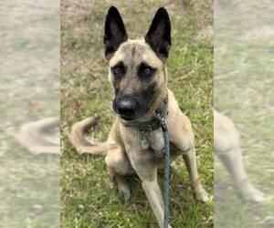 Mutt Dogs for adoption in Fort Lauderdale, FL, USA
