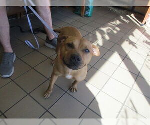 American Pit Bull Terrier Dogs for adoption in Ocala, FL, USA