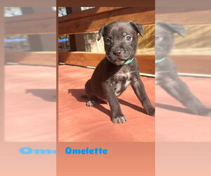 American Staffordshire Terrier-Unknown Mix Dogs for adoption in San Antonio, TX, USA