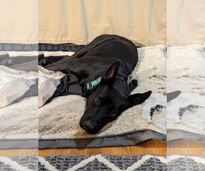 Mutt Dogs for adoption in White Bluff, TN, USA