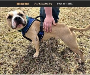 American Pit Bull Terrier Dogs for adoption in Benton, PA, USA