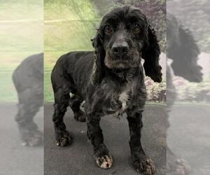 Cocker Spaniel Dogs for adoption in Westminster, MD, USA