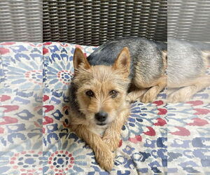 Cairn Terrier Dogs for adoption in Arlington, VA, USA