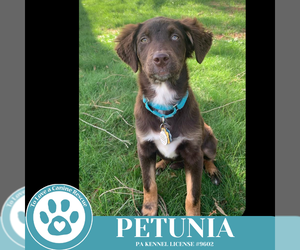 Mutt Dogs for adoption in Kimberton, PA, USA