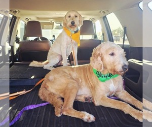 Labradoodle Dogs for adoption in Columbus, IN, USA