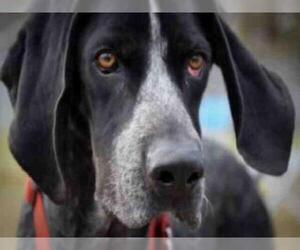 Bluetick Coonhound Dogs for adoption in Easton, MD, USA