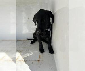 Labrador Retriever Dogs for adoption in Houston, TX, USA
