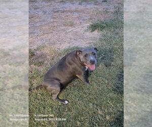 American Staffordshire Terrier-Unknown Mix Dogs for adoption in San Antonio, TX, USA