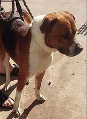 Boxer-Collie Mix Dogs for adoption in Bertram, TX, USA