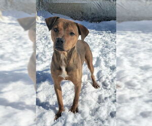 American Pit Bull Terrier Dogs for adoption in Lake City, MI, USA