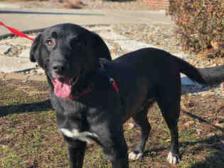Borador Dogs for adoption in Urbana, IL, USA