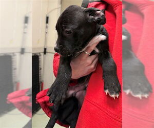 Staffordshire Bull Terrier-Unknown Mix Dogs for adoption in Boston, MA, USA