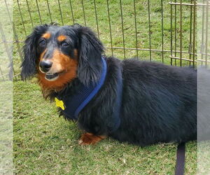 Dachshund Dogs for adoption in Weston, FL, USA