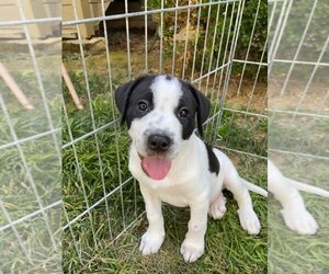 Border Collie-Great Pyrenees Mix Dogs for adoption in Granite Bay, CA, USA