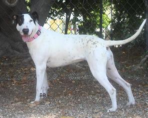 Medium Photo #1 Bull Terrier-Whippet Mix Puppy For Sale in Santa Barbara, CA, USA