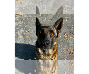 German Shepherd Dog-Unknown Mix Dogs for adoption in Imlay City, MI, USA