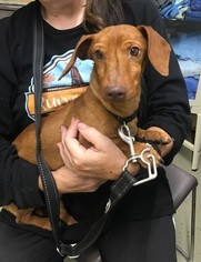 Dachshund Dogs for adoption in Chico, CA, USA