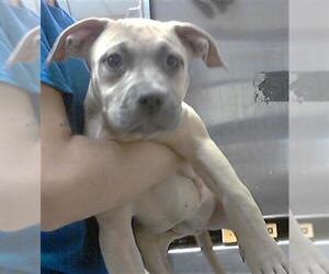American Pit Bull Terrier Dogs for adoption in Fayetteville, NC, USA