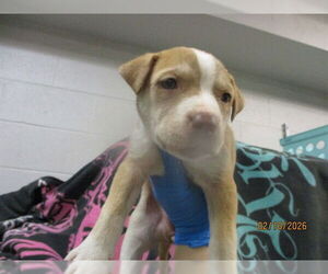 American Pit Bull Terrier-Siberian Husky Mix Dogs for adoption in Oklahoma City, OK, USA