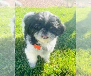 Shih Tzu Dogs for adoption in Colorado Springs, CO, USA