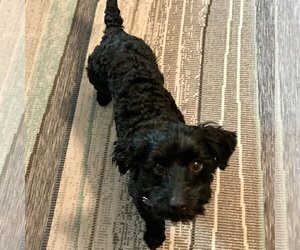 Poodle (Miniature)-Unknown Mix Dogs for adoption in Batavia, OH, USA