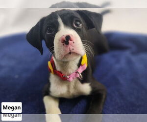 American Staffordshire Terrier-Boxer Mix Dogs for adoption in Princeton, MN, USA