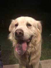 Chow Chow-Great Pyrenees Mix Dogs for adoption in Azle, TX, USA