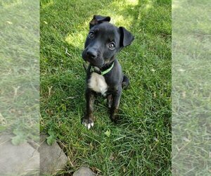 Australian Shepherd-Unknown Mix Dogs for adoption in Fort Wayne, IN, USA