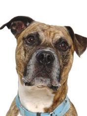 American Staffordshire Terrier Dogs for adoption in Richmond, VA, USA