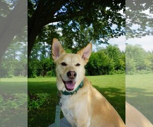 Labrador Retriever-Unknown Mix Dogs for adoption in Wheaton, IL, USA