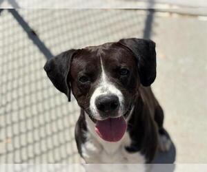 American Pit Bull Terrier-Unknown Mix Dogs for adoption in Tulsa, OK, USA